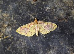 Conogethes haemactalis
