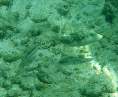 Canthigaster bennetti