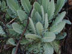 Meconopsis paniculata