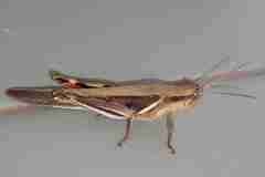 Stenocatantops splendens