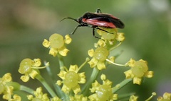 Dionconotus neglectus
