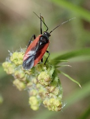 Dionconotus neglectus