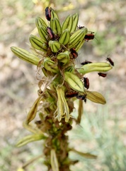 Dionconotus neglectus