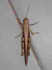 Stenocatantops splendens