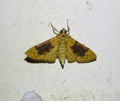 Conogethes semifascialis