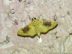 Conogethes semifascialis