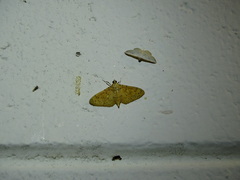 Conogethes semifascialis