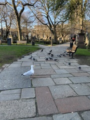 Larus argentatus