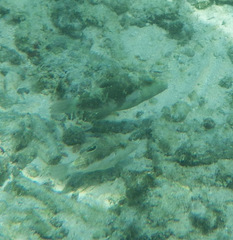 Canthigaster bennetti