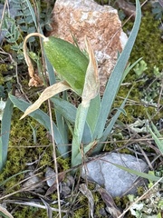 author not stated, no rights reserved Iris lutescens, photograph author not stated, no rights reserved