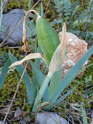 Iris lutescens, photograph 2