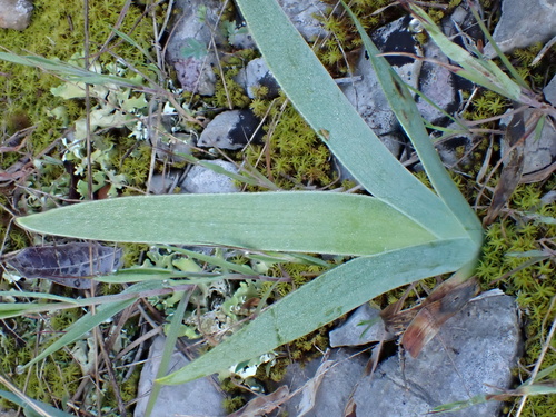 Iris lutescens, photograph 3