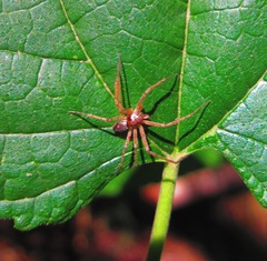 Philodromus marxi