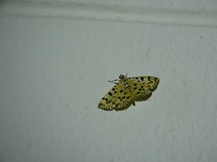 Conogethes tharsalea