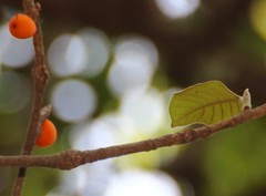 Ficus drupacea