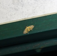 Conogethes tharsalea