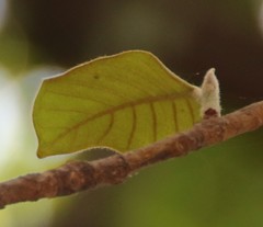 Ficus drupacea