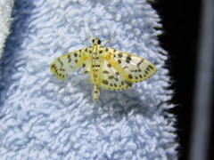 Conogethes tharsalea