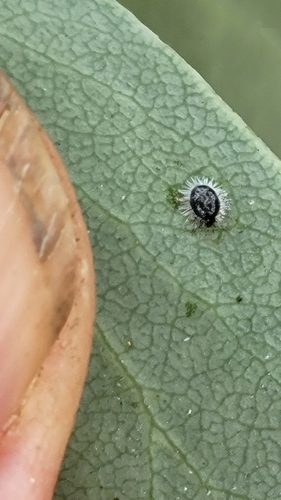 iNaturalist observation photo of Aleuroparadoxus