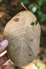 Ficus drupacea