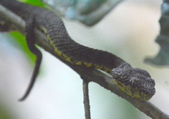 Anamala Pit Viper photo 2