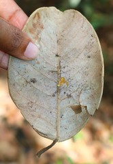 Ficus drupacea