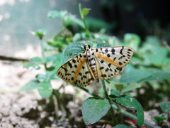 Conogethes tharsalea