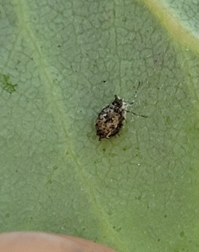 iNaturalist observation photo of Aphids