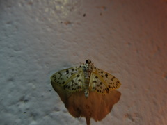 Conogethes tharsalea