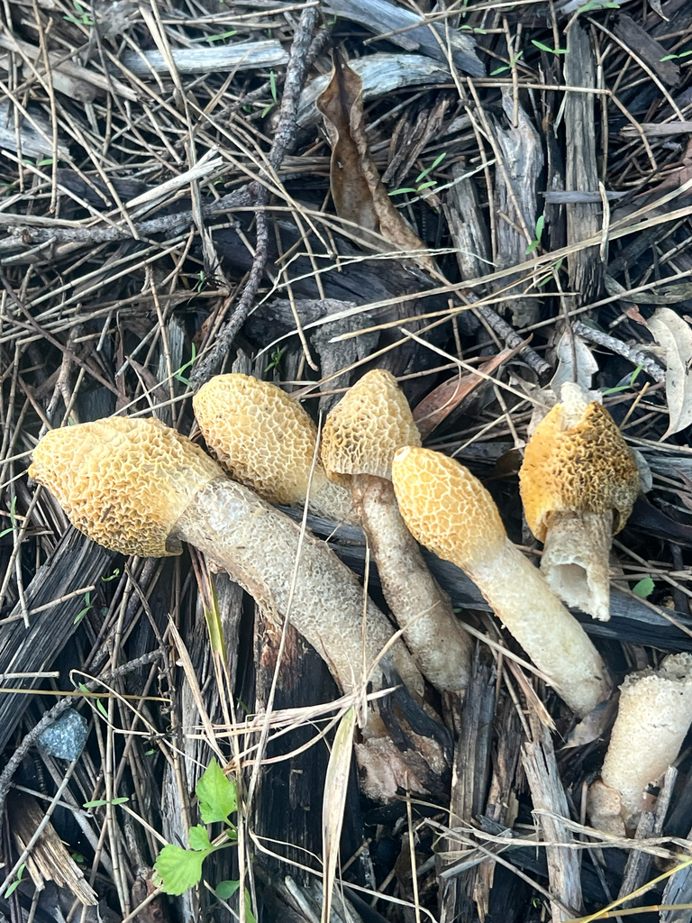 Phallus multicolor · May 2026 · photo: © jemmamontgomery (iNaturalist, cc-by)