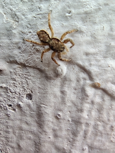 Gray Wall Jumping Spider