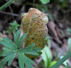 Pucciniaceae