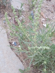 Reseda muricata