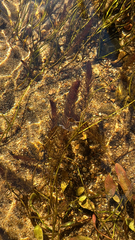 Myriophyllum alterniflorum, photograph (c) Geoff Morgan, some rights reserved (CC BY)