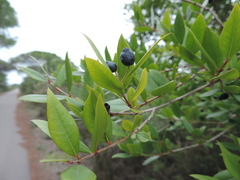 Myrtus communis communis