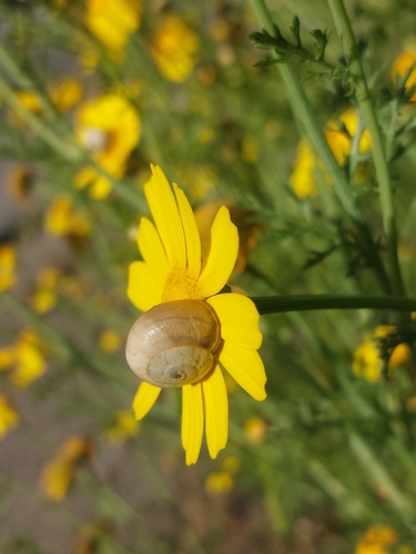 White Italian Snail