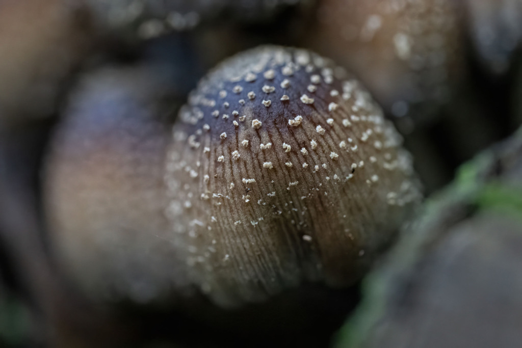 Coprinellus maluri-cyanei · May 2026 · photo: © abnatural (iNaturalist, cc-by-nc)