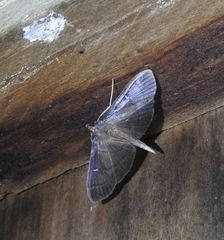 Pramadea lunalis