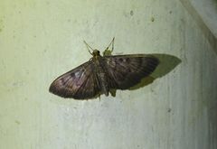 Coptobasis