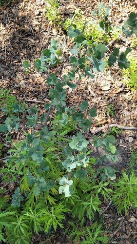 iNaturalist observation photo of Dumosae