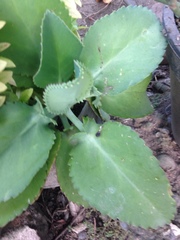 Kalanchoe laetivirens