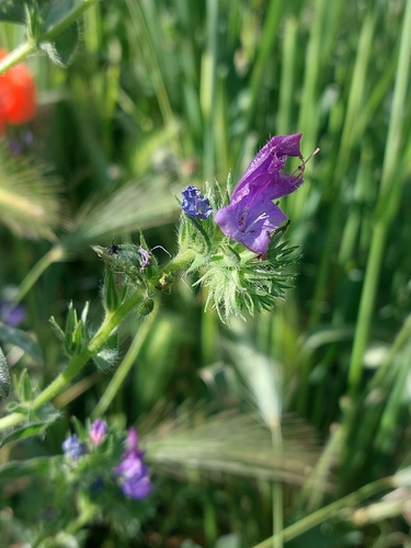 purple viper's-bugloss