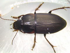 Anisodactylus rusticus
