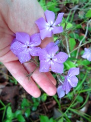 Phlox pilosa pilosa
