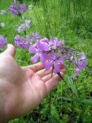 Phlox pilosa pilosa