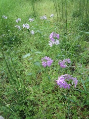 Phlox pilosa pilosa
