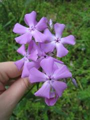 Phlox pilosa pilosa
