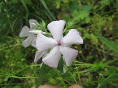 Phlox pilosa pilosa