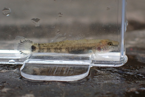 Gymnogobius petschiliensis