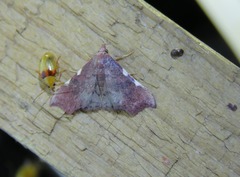 Corgatha dichionistis